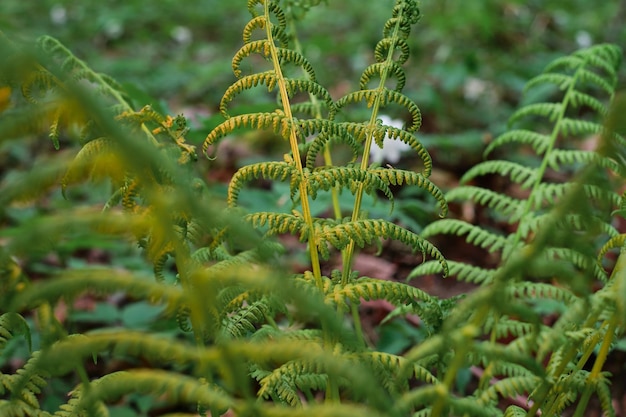 Felce a spirale sotto una calda luce primaverile soleggiata del tramonto in una radura della foresta in Scandinavia Giovani germogli rotolanti nei toni del verde brillante Messa a fuoco morbida selettiva