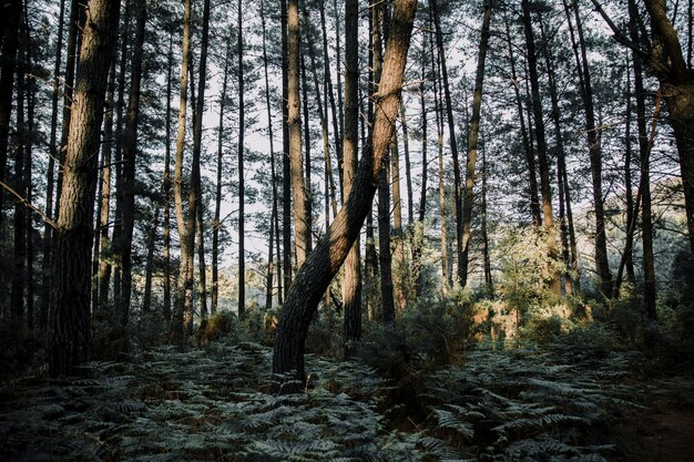 Felce e alberi che crescono nella foresta durante la giornata di sole