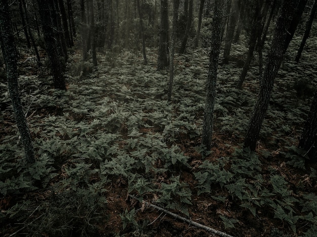 Felci che crescono in una fitta foresta