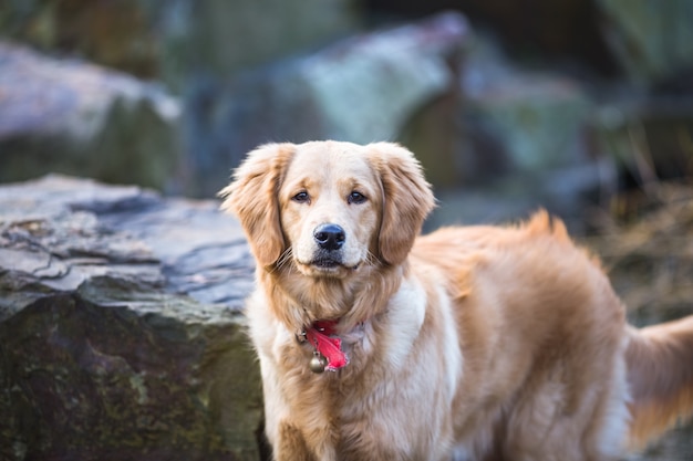 Felici cani da compagnia che giocano in un parco