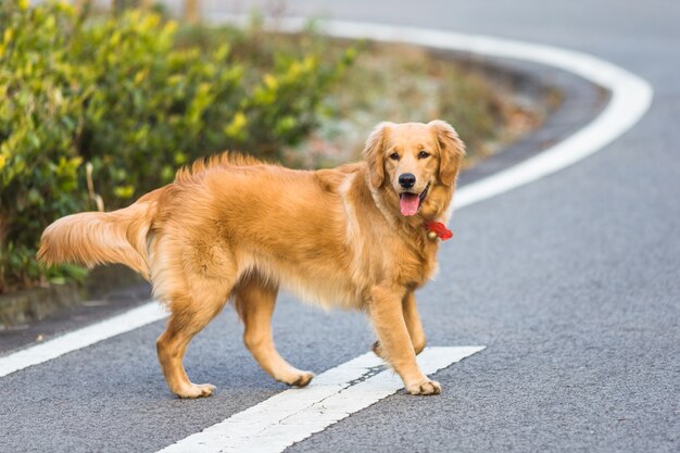 Felici cani da compagnia che giocano in un parco