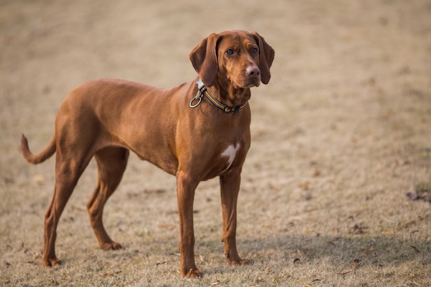 Felici cani da compagnia che giocano in un parco