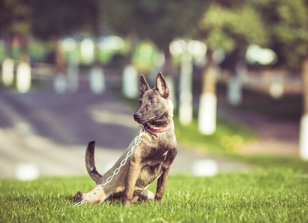 Felici cani da compagnia che giocano su Erba