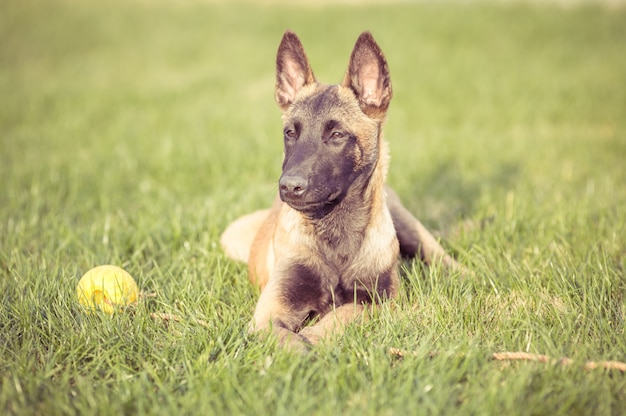 Felici cani da compagnia che giocano su Erba