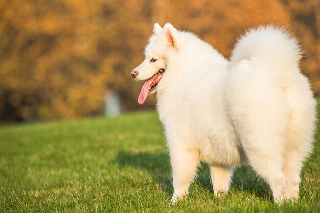 Felici cani da compagnia che giocano su Erba