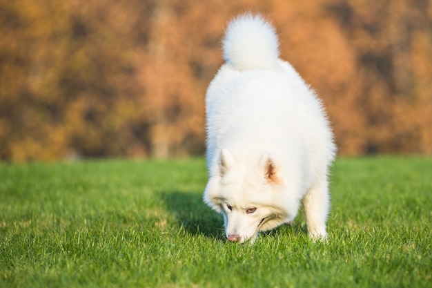 Felici cani da compagnia che giocano su Erba