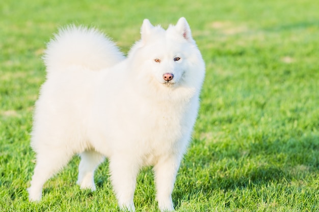 Felici cani da compagnia che giocano su Erba