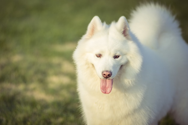 Felici cani da compagnia che giocano su Erba