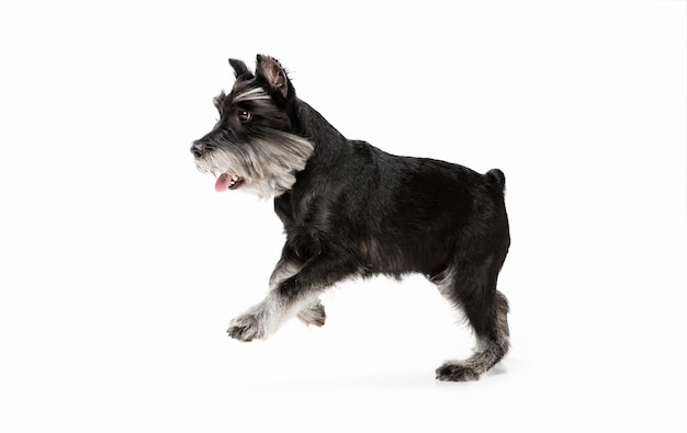 Felicità. Carino dolce cucciolo di cane Schnauzer miniatura o animale domestico in posa isolato sul muro bianco. Concetto di movimento, amore per gli animali domestici, vita animale. Sembra felice, divertente. Copyspace per l'annuncio. Giocare, correre.