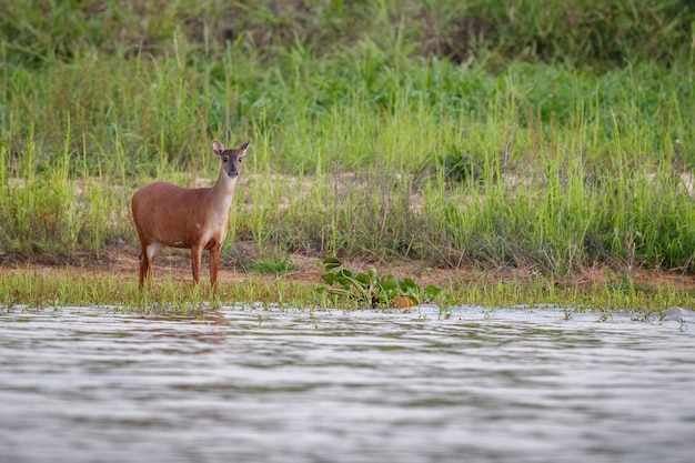 femmina di cervo di palude da vicino nell'habitat naturale