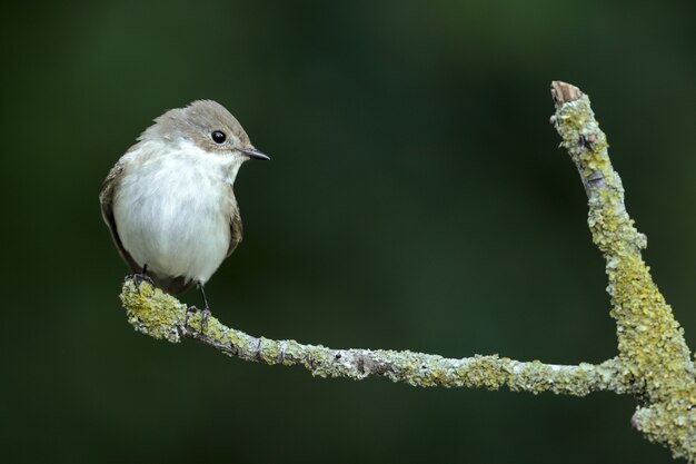 Femmina europea pied flycatcher Ficedula hypoleuca, Malta, Mediterraneo