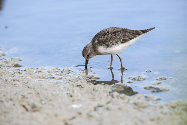 FForaging Temminck; s stint Calidris temminckii