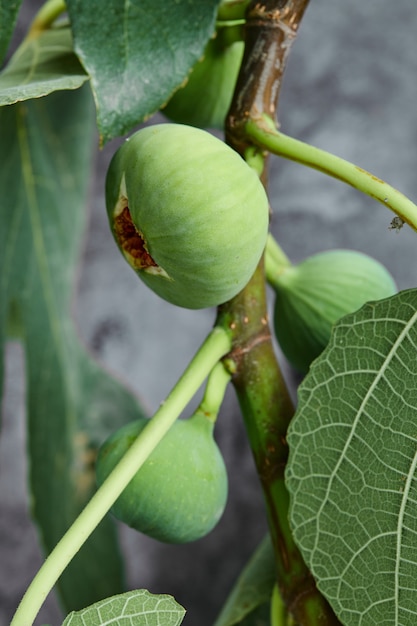 Fichi verdi strappati sull'albero.