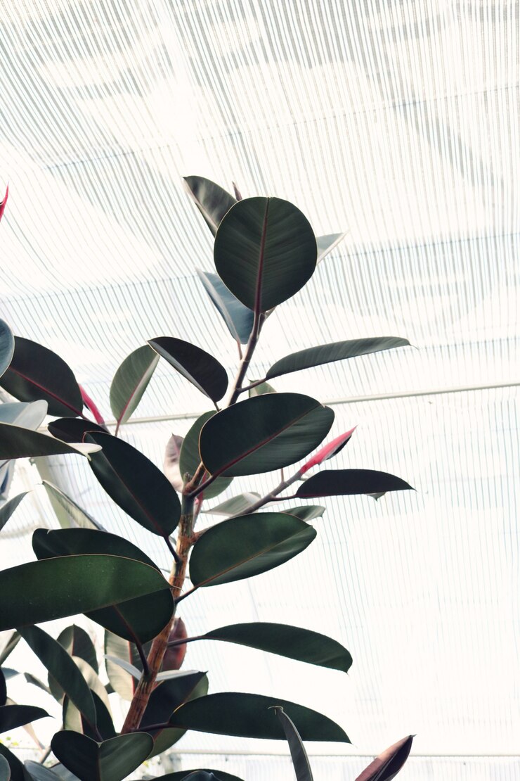 Ficus elastico a foglie grandi