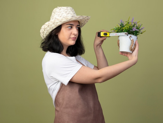 Fiducioso giovane giardiniere femminile castana in cappello da giardinaggio da portare uniforme che misura vaso da fiori con metro a nastro isolato sulla parete verde oliva