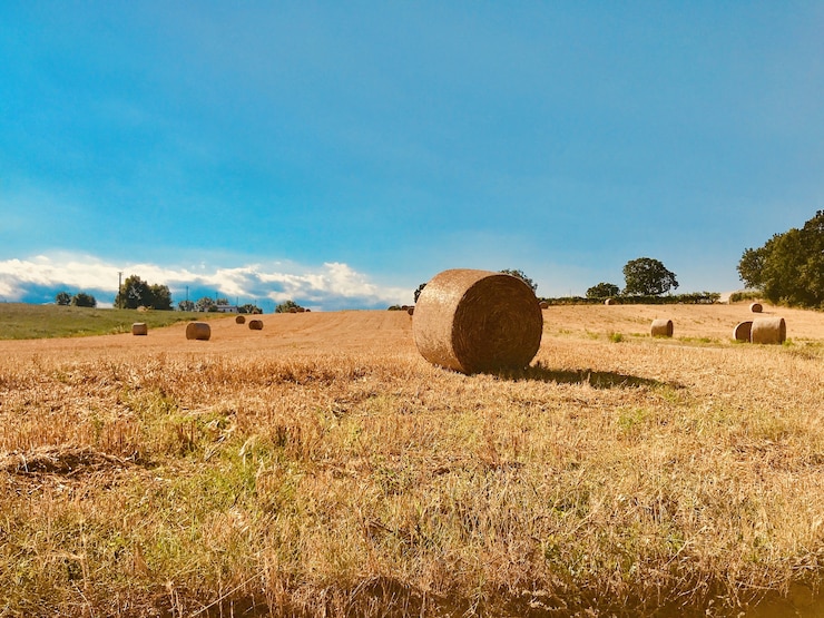 Foto gratuito fieno nel vasto campo durante il giorno