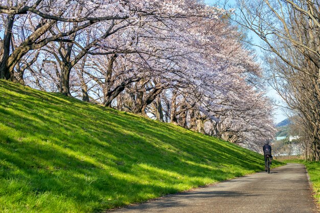 Fila di alberi di ciliegio in fiore in primavera, Kyoto in Giappone.