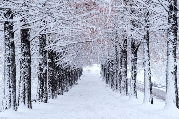 Fila di alberi in inverno con neve che cade