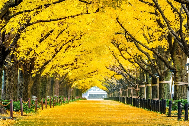 Fila di albero di ginkgo giallo in autunno. Parco d'autunno a Tokyo, Giappone.