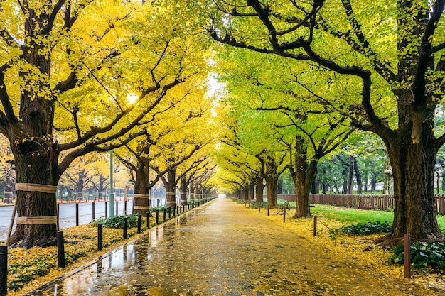 Fila di albero di ginkgo giallo in autunno. Parco d'autunno a Tokyo, Giappone.