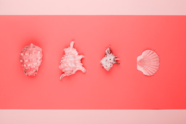 Fila di conchiglie e conchiglie conchiglie su corallo e sfondo rosa
