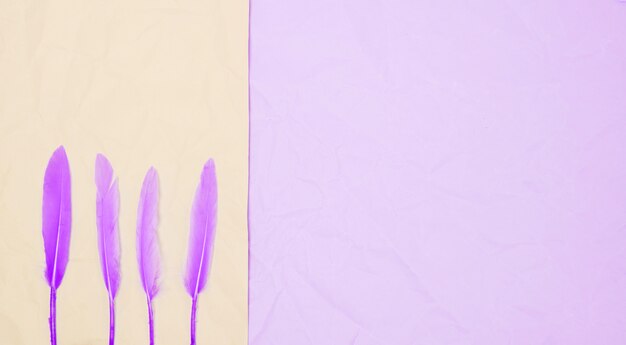 Fila di piume viola su sfondo doppio