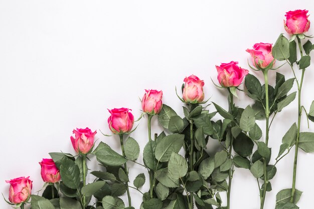 Fila di rose fresche con foglie verdi