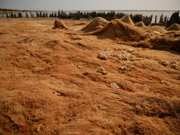 Filetto di alghe essiccate sulla spiaggia con il laghetto sullo sfondo