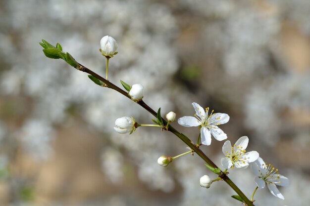 &quot;Filiale con fiori freschi&quot;