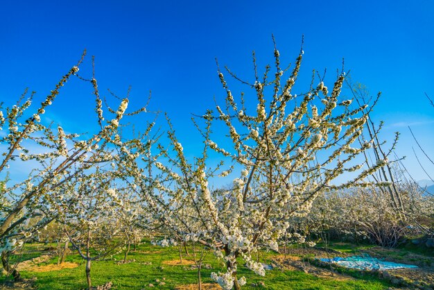 Filiale di bellissimo fiore bianco.