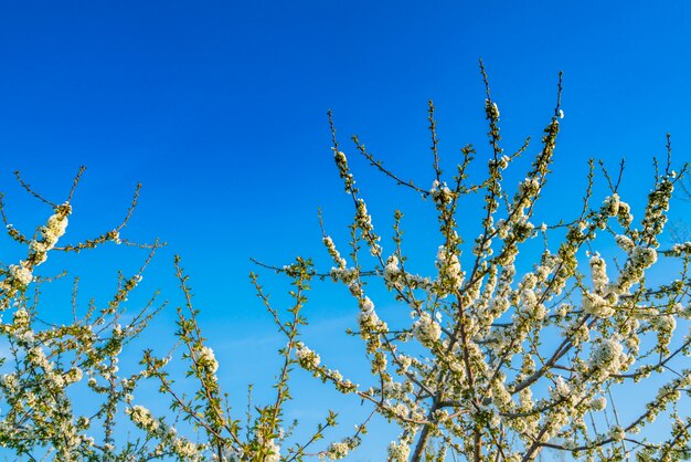 Filiale di bellissimo fiore bianco.