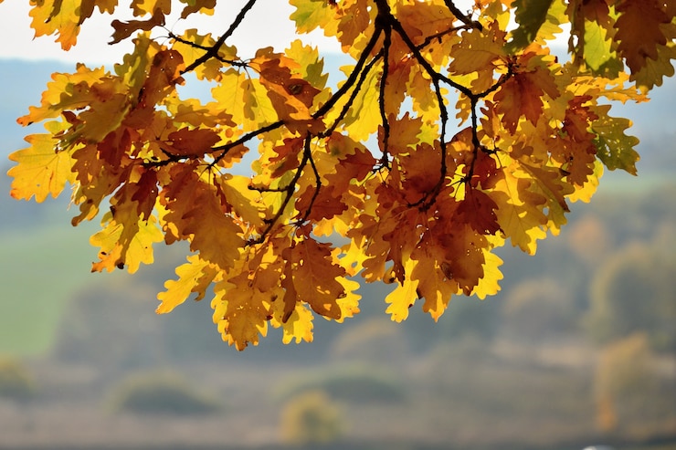 Foto gratuito &quot;filiale di quercia con foglie gialle&quot;