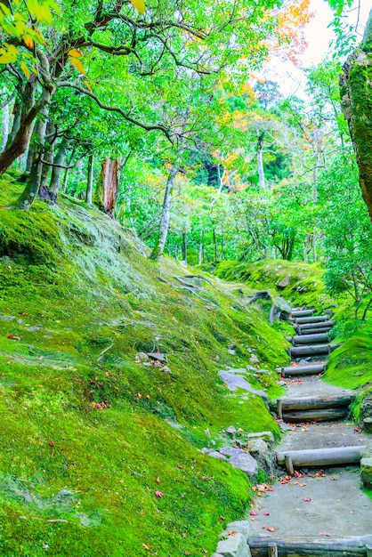 filiale foresta nebbiosa passeggiata Russia