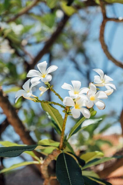 Fine bianca del fiore di plumeria su