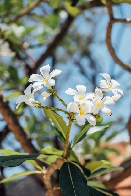 Fine bianca del fiore di plumeria su