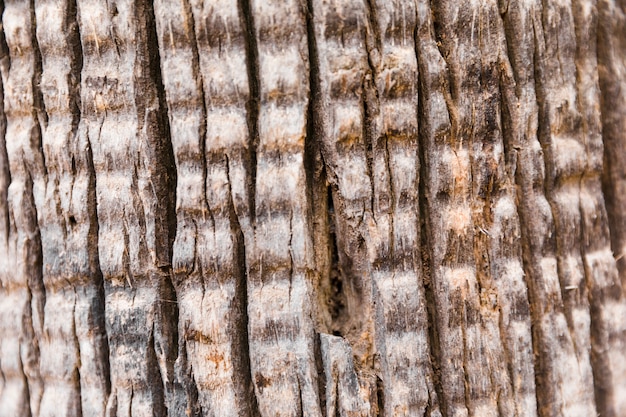 Fine di struttura del tronco di albero su