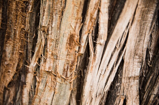 Fine di struttura del tronco di albero su