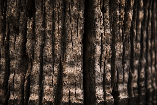 Fine di struttura del tronco di albero su