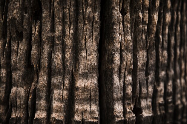 Fine di struttura del tronco di albero su