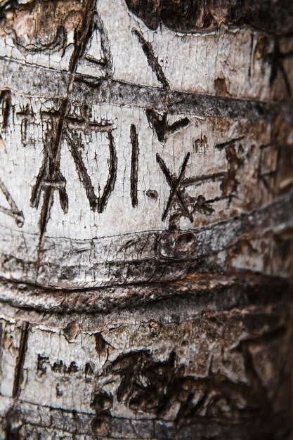 Fine di struttura del tronco di albero su