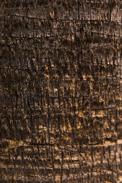 Fine di struttura del tronco di albero su