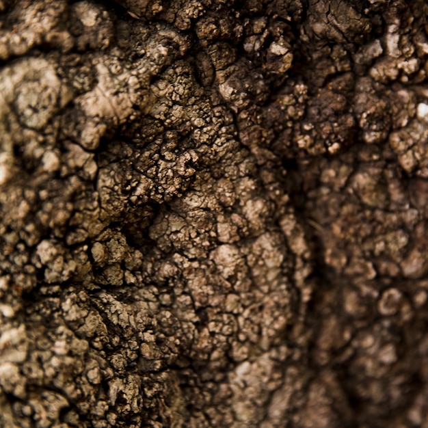 Fine di struttura del tronco di albero su