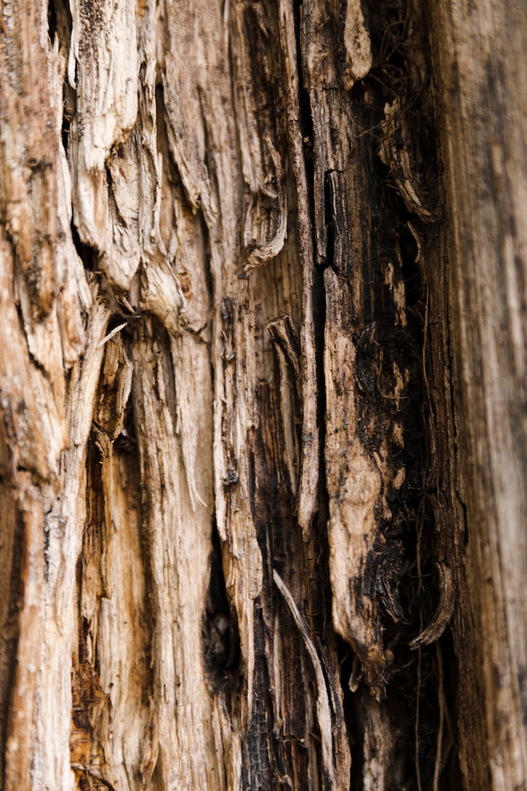 Foto gratuito fine di struttura del tronco di albero su