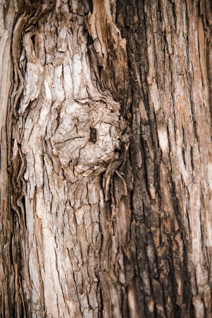 Fine di struttura del tronco di albero su