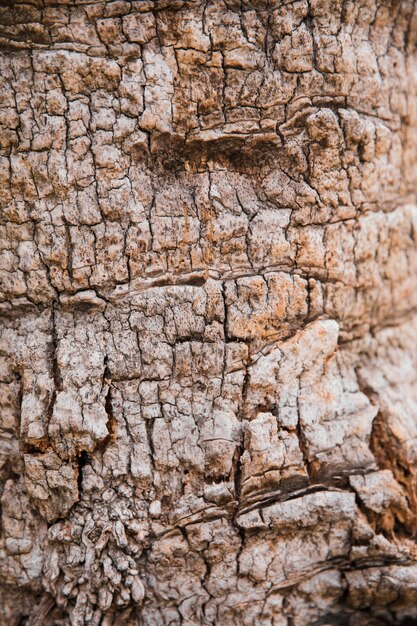 Fine di struttura del tronco di albero su