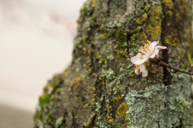 Fiore abbastanza con sfondo tronco