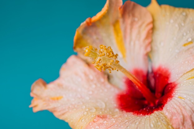 Fiore bagnato del primo piano