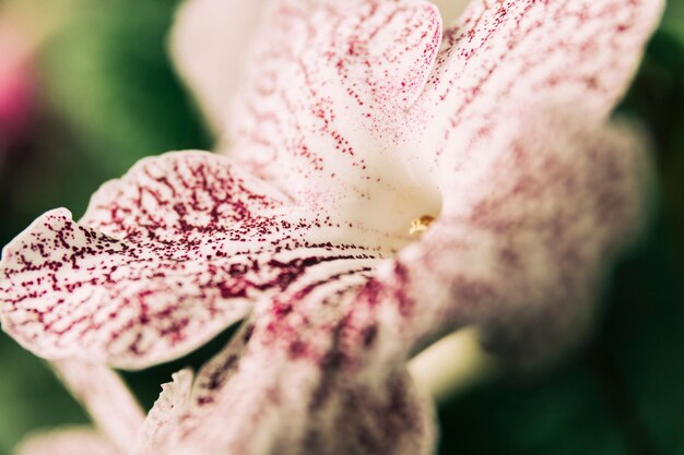 Fiore bianco che fiorisce all&#39;aperto