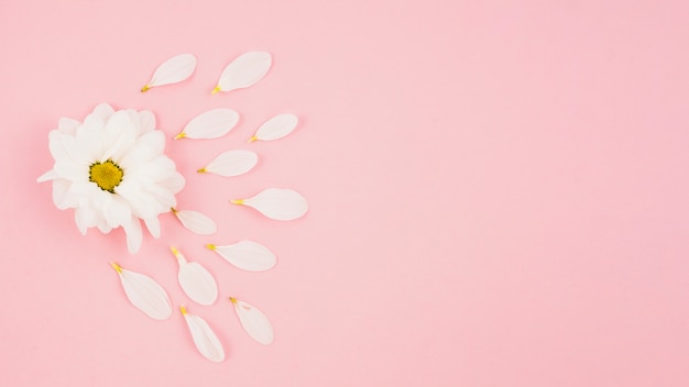 Fiore bianco con petali su sfondo rosa