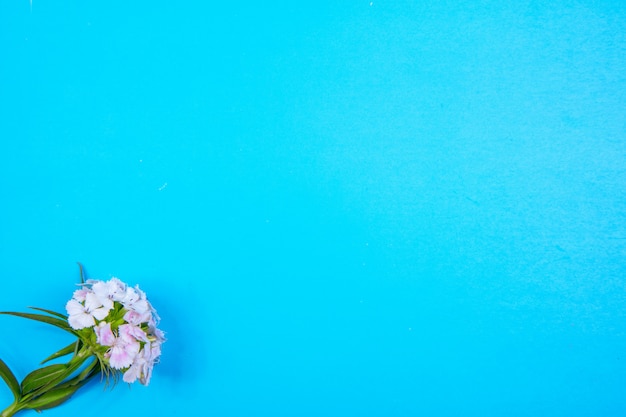 Fiore bianco dello spazio della copia di vista superiore su un fondo blu